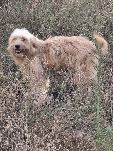 Regalasi cagnolini - Foto 2