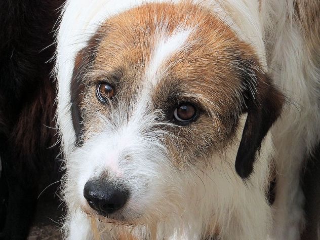 Ginny splendido spinone - Foto 2