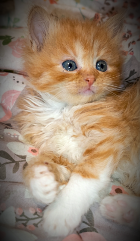Bellissimi gattini Siberianiani pedigree Enfi - Foto 2