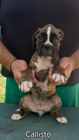 Cuccioli boxer da Riproduzione Selezionata - Foto 7
