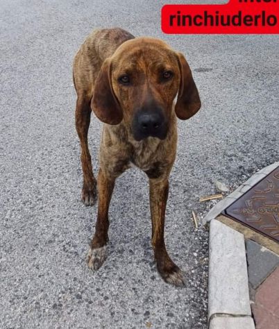 GIOVANE SEGUGIO MERITA UN'OPPORTUNITÀ, CANE IN ADOZIONE