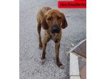 GIOVANE SEGUGIO MERITA UN'OPPORTUNITÀ, CANE IN ADOZIONE