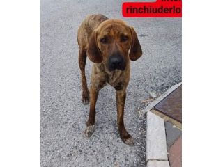 GIOVANE SEGUGIO MERITA UN'OPPORTUNITÀ, CANE IN ADOZIONE