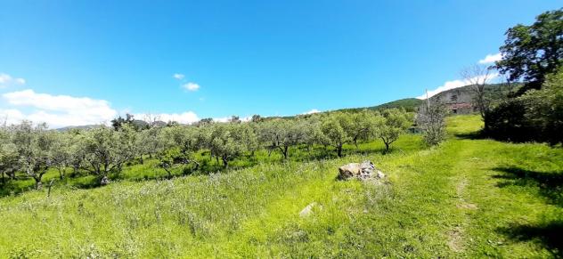 Uliveto in vendita a Montecorvino Rovella - Foto 7