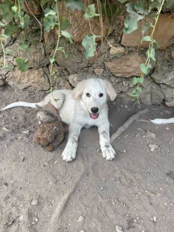 Chiaretta cucciola - Foto 2