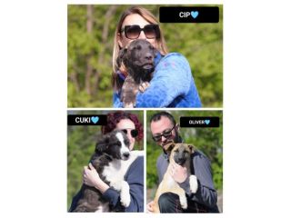 OLIVER, CIP E CUKI, 3 MESI (07/12/25), TAGLIA MEDIA, ABBANDONATI PER STRADA