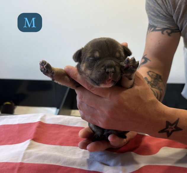 CUCCIOLI AMERICAN BULLY - Foto 9