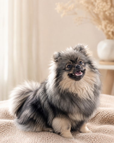 Volpino di pomerania pedigree - Foto 6