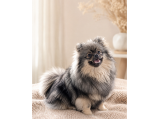 Volpino di pomerania pedigree