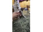 Chihuahua cuccioli toy