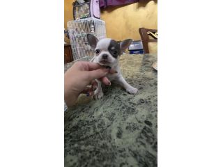 Chihuahua cuccioli toy