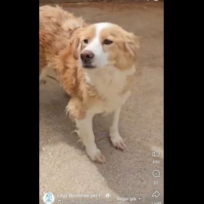 LILLO 15 KG DI TENEREZZA CAGNOLINO IN ADOZIONE - Foto 8