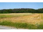 Lotto di terreni in parte edificabile con infrastrutture agricole