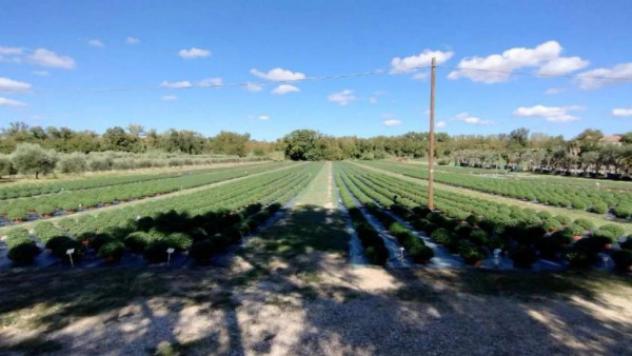 Immobile in asta di 4002 m² in vendita a Colli al Metauro - Foto 14