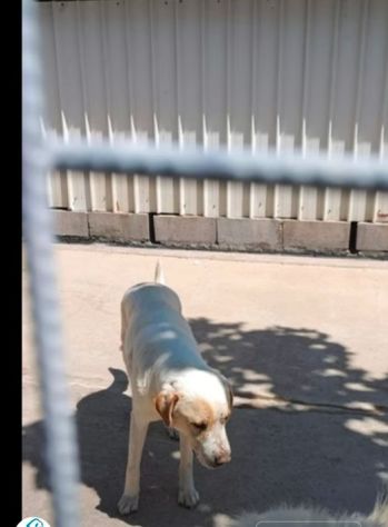OSVALDO MIX LABRADOR CANE IN ADOZIONE - Foto 7