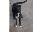 JAKE, dolce cucciolotto mix labrador vive a catena