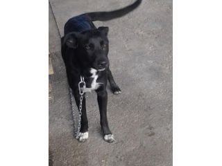 JAKE, dolce cucciolotto mix labrador vive a catena