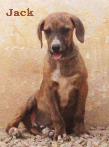 JACK, cucciolotto in cerca d’amore - Foto 4
