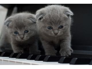 Lezioni di pianoforte via Skipe e in presenza