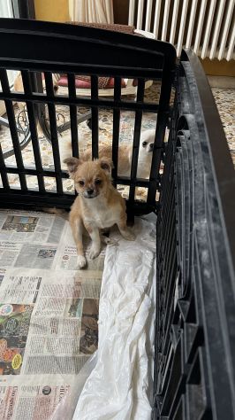 cuccioli chihuahua piccoli piccoli - Foto 5