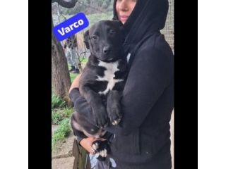MAURA, VARCO, ROSEA, PEPPINO, CUCCIOLI IN ADOZIONE