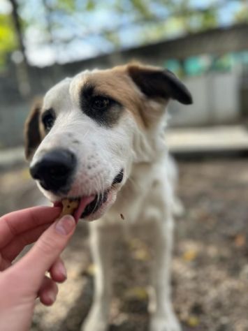 Sofia: amichevole e tranquilla, dolce con tutti - Foto 2