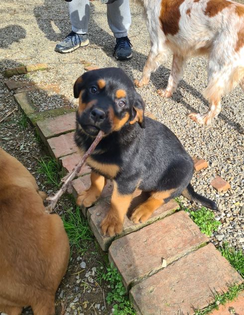 ANNABELLE, dolcissima mix ROTTWEILER! 2 MESI E MEZZO. - Foto 4