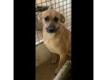 FIANDRA DELIZIOSA E SOCIEVOLE CAGNOLINA IN ADOZIONE TG MEDIA