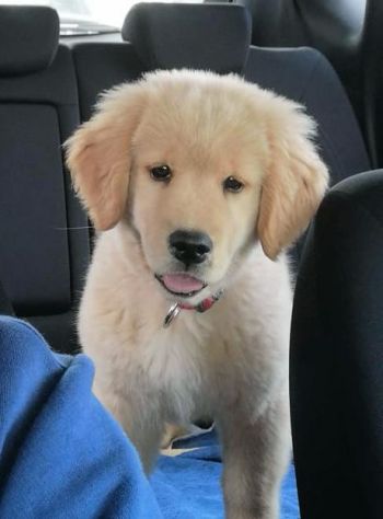 Golden Retriever Americano con Pedigree - Foto 5