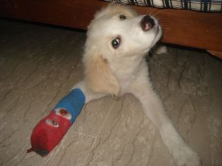 LEOPOLDINO, tenero cucciolo