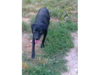 PLUTO, cane da tartufi cerca casa