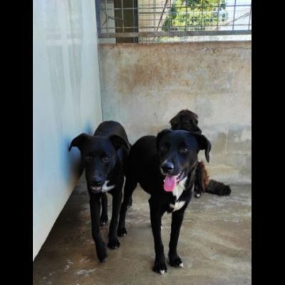 RAOUL TENERO CAGNOLINO IN ADOZIONE - Foto 2