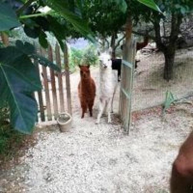 B&B Il Sentiero nel Bosco - Foto 2