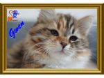 Cuccioli di Gatto Siberiano  Tutta Italia