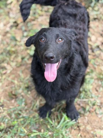ERIC, cucciolo dolcissimo dimenticato da tutti. - Foto 6