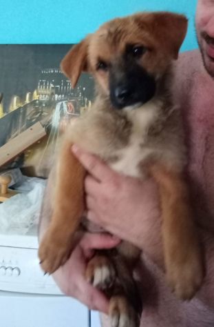 CUCCIOLI