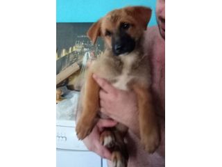 CUCCIOLI