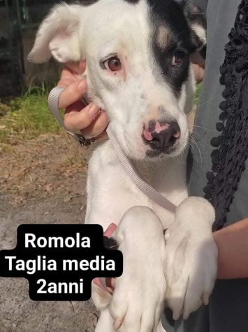 Cagnolini in adozione - Foto 4