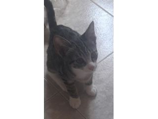Animali