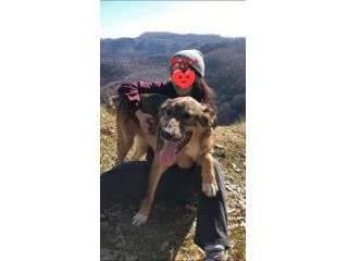 ERCOLE DIMENTICATO TRA I TANTI,  CANE IN ADOZIONE