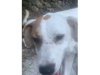 Isa