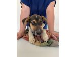 SOPHIE - cucciola di 5 mesi - taglia media