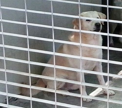 VASCO, splendido mix labrador in gabbia - Foto 3