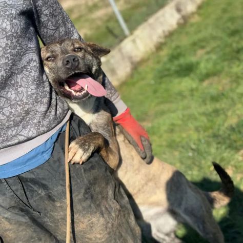 ZAIRA affettuosissima e solare Cane in adozine tg media contenuta - Foto 3
