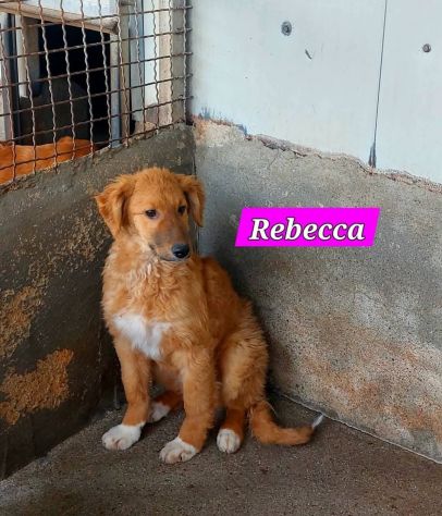 CUCCIOLI IN ADOZIONE - Foto 8