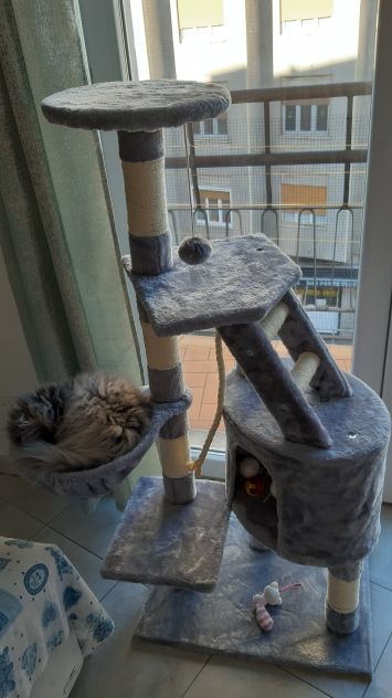 Cat sitter Milano - Foto 4