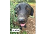 Persefone simil labrador