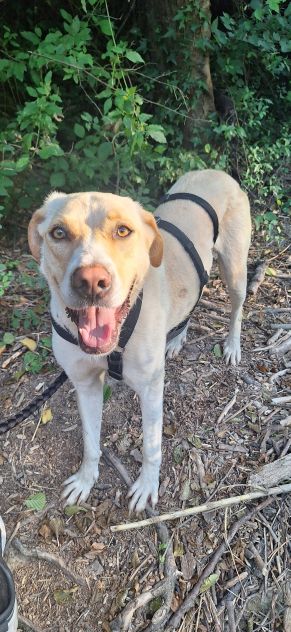 Lily 2 anni mix labrador - Foto 4
