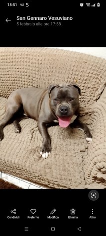 American bully - Foto 5
