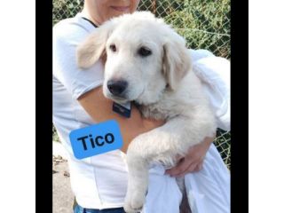 TICO MERAVIGLIOSO CUCCIOLO IN ADOZIONE